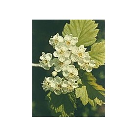 MSA CRATAEGUS OXYACA 50ML MSA CRATAEGUS OXYACA 50ML