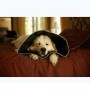 Candioli Comfy Cone Collare Veterinario Extra Large Cani